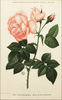 Le Rosier de l'Île Bourbon rose photo