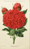 Madame Rocher rose photo