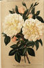 Caroline Schmitt rose photo