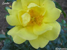 Loredo rose photo