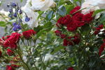 Velvet Cover ™ rose photo