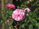 Candy Kisses rose photo