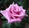 Blue Curiosa ™ rose photo
