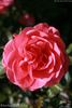 Riberhus ™ rose photo
