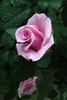 Blue Curiosa ™ rose photo
