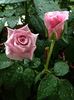 Blue Curiosa ™ rose photo