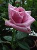 Blue Curiosa ™ rose photo