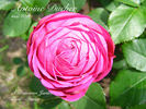 Antoine Ducher rose photo