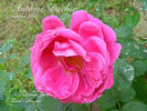 Antoine Ducher rose photo