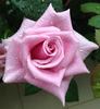 Blue Curiosa ™ rose photo