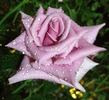 Blue Curiosa ™ rose photo