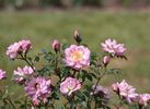 Raindrops rose photo