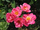 Firecracker rose photo