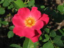 Firecracker rose photo