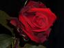 Classy rose photo