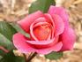 Chelsea Morning™ rose photo