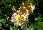 Apricot Meidiland rose photo