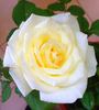 White Cockade rose photo