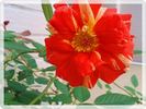 Matsuri rose photo