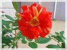 Matsuri rose photo