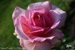 Sweet Parole rose photo