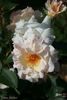 Terra Jubilee rose photo