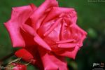 Wendy Cussons rose photo
