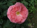 Dearest rose photo