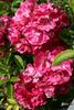 Emile Nérini rose photo