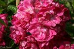 Emile Nérini rose photo