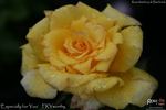 Especially for You rose photo