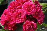 Flower of Fairfield rose photo