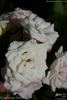 Geschwister Scholl rose photo