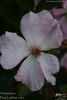 Heideröslein rose photo