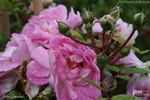 Jean Lhoste rose photo