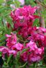 La Fiamma rose photo
