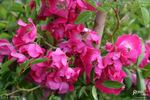 La Fiamma rose photo