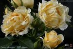 Sweet Memories rose photo
