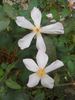 Lila Banks rose photo