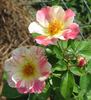 Citrus Burst ™ rose photo