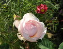 Monique Darve rose photo