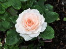 Monique Darve rose photo