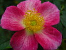 Star Delight rose photo