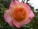 Summer of Love rose photo