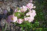 Dorothy Dennison rose photo