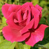 Hanne rose photo