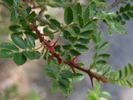 R. ecae rose photo