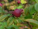R. davurica rose photo
