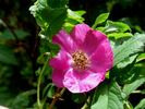 R. davurica rose photo