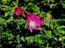 R. davurica rose photo